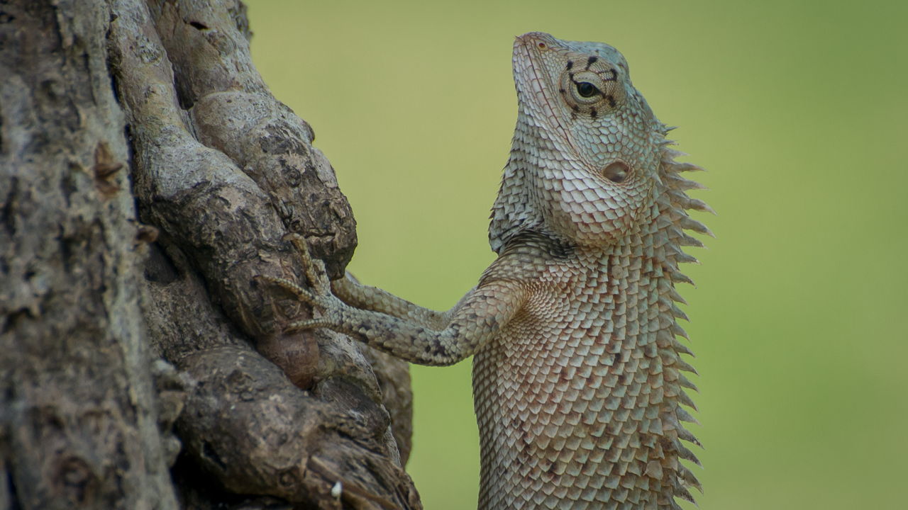 Lessons your startup can learn from a life of chameleon